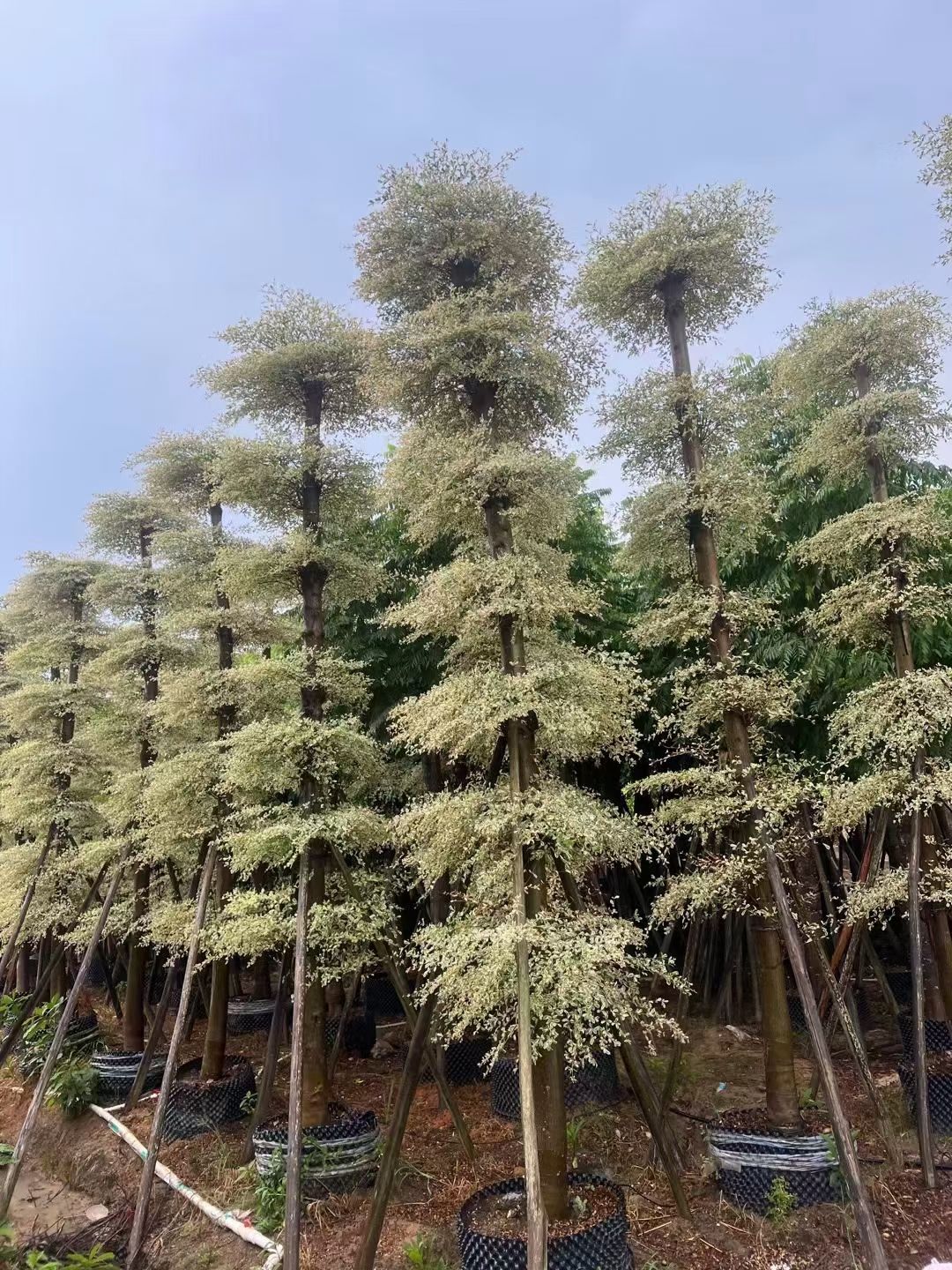 锦叶榄仁5-20公分移植苗，全冠，割炎，光棍