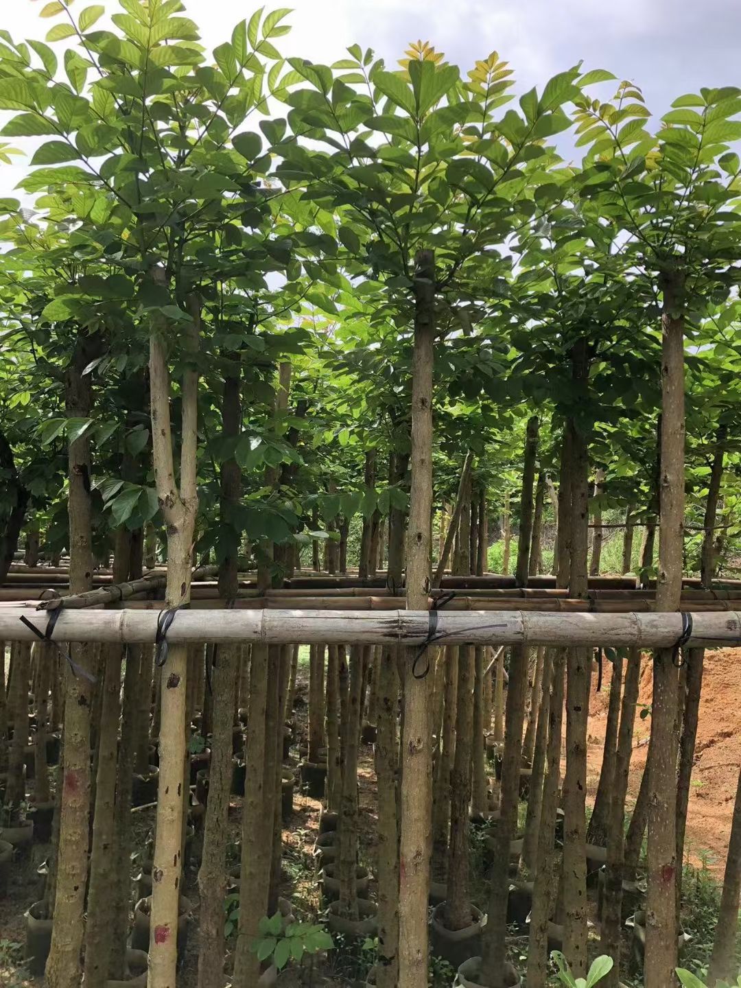 本地火焰木5-20公分移植苗