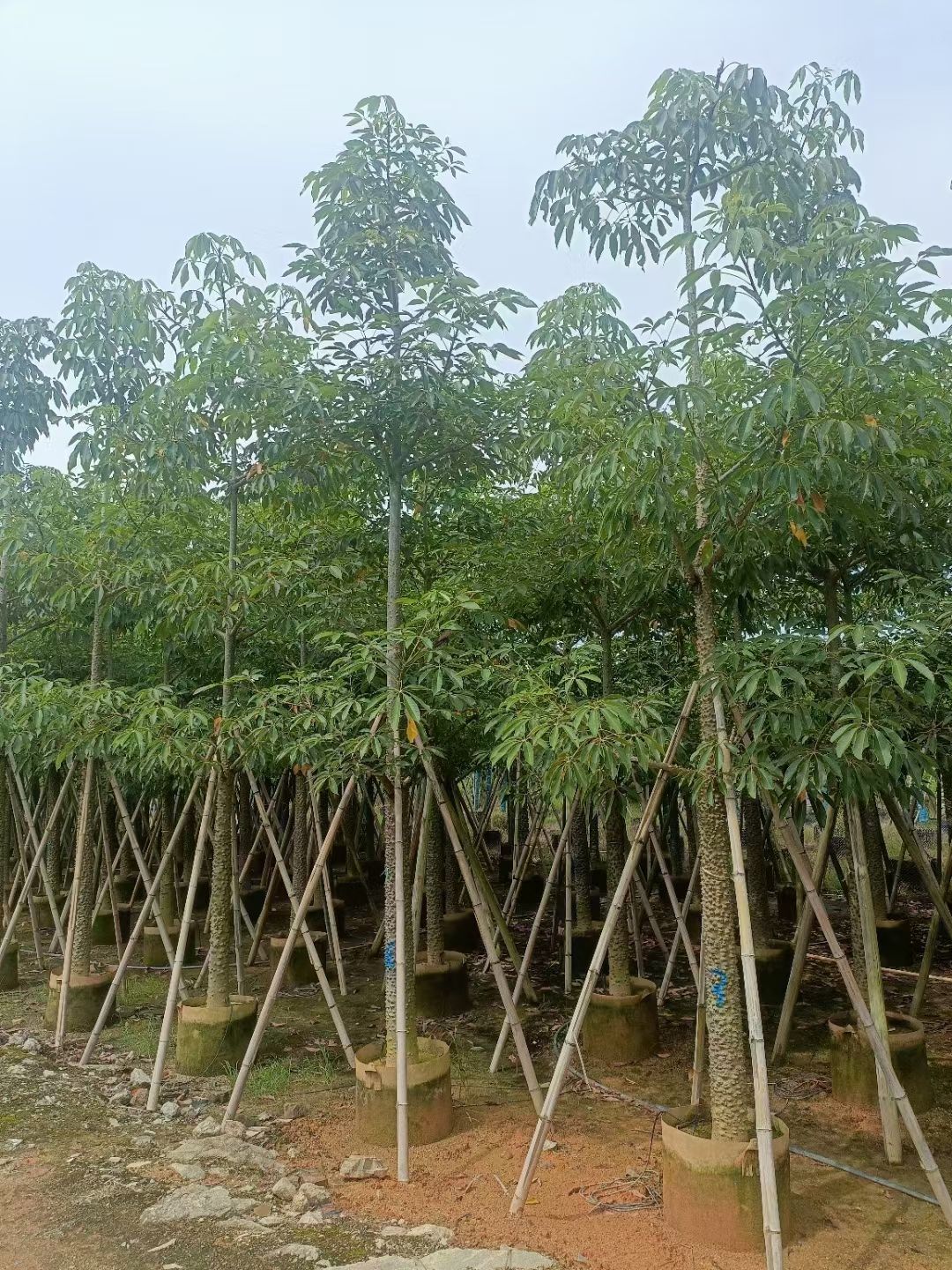 本地木棉英雄树5-20公分移植苗