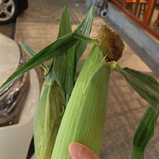 太空鲜果玉米可生吃当水果可当粗粮，无渣汁多，营养价值高