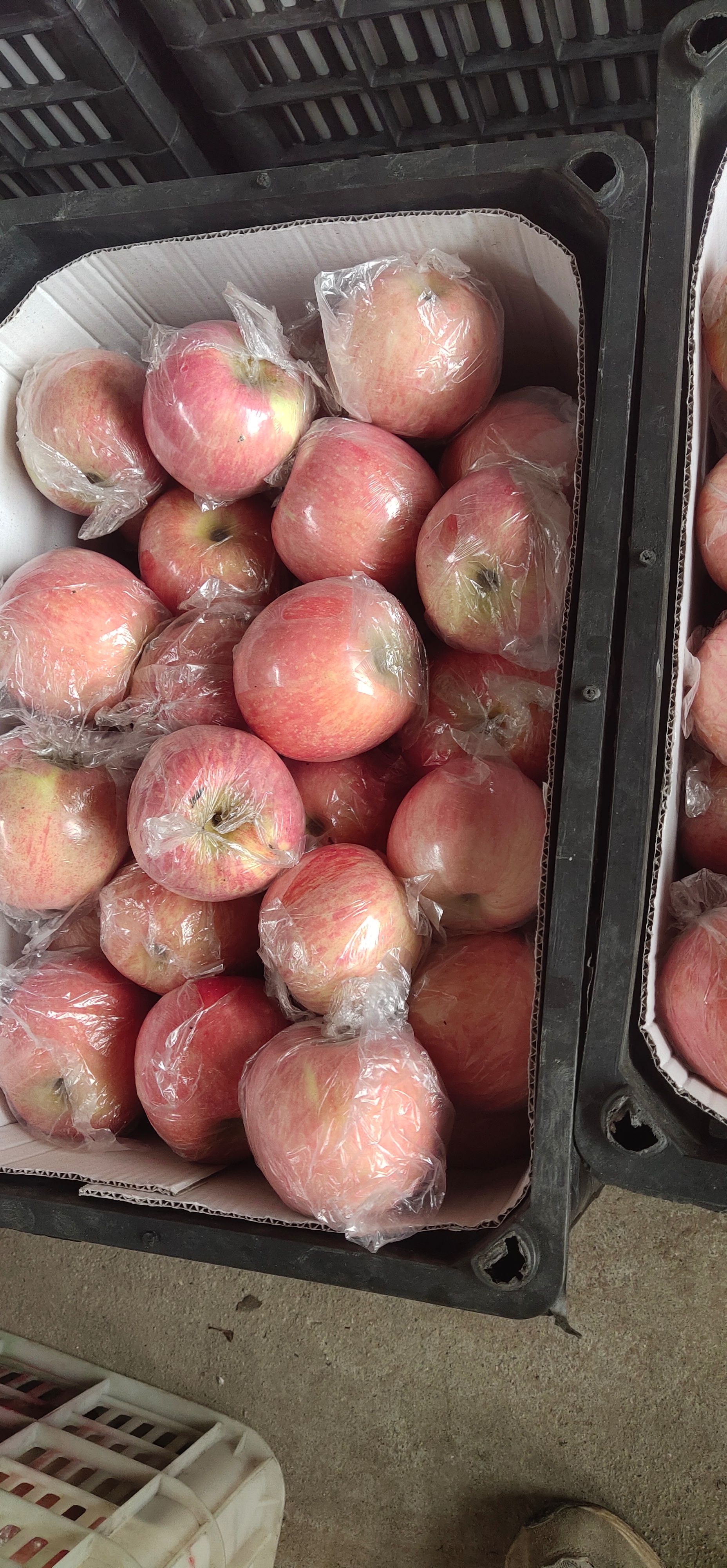 灵宝晚富士大量有货