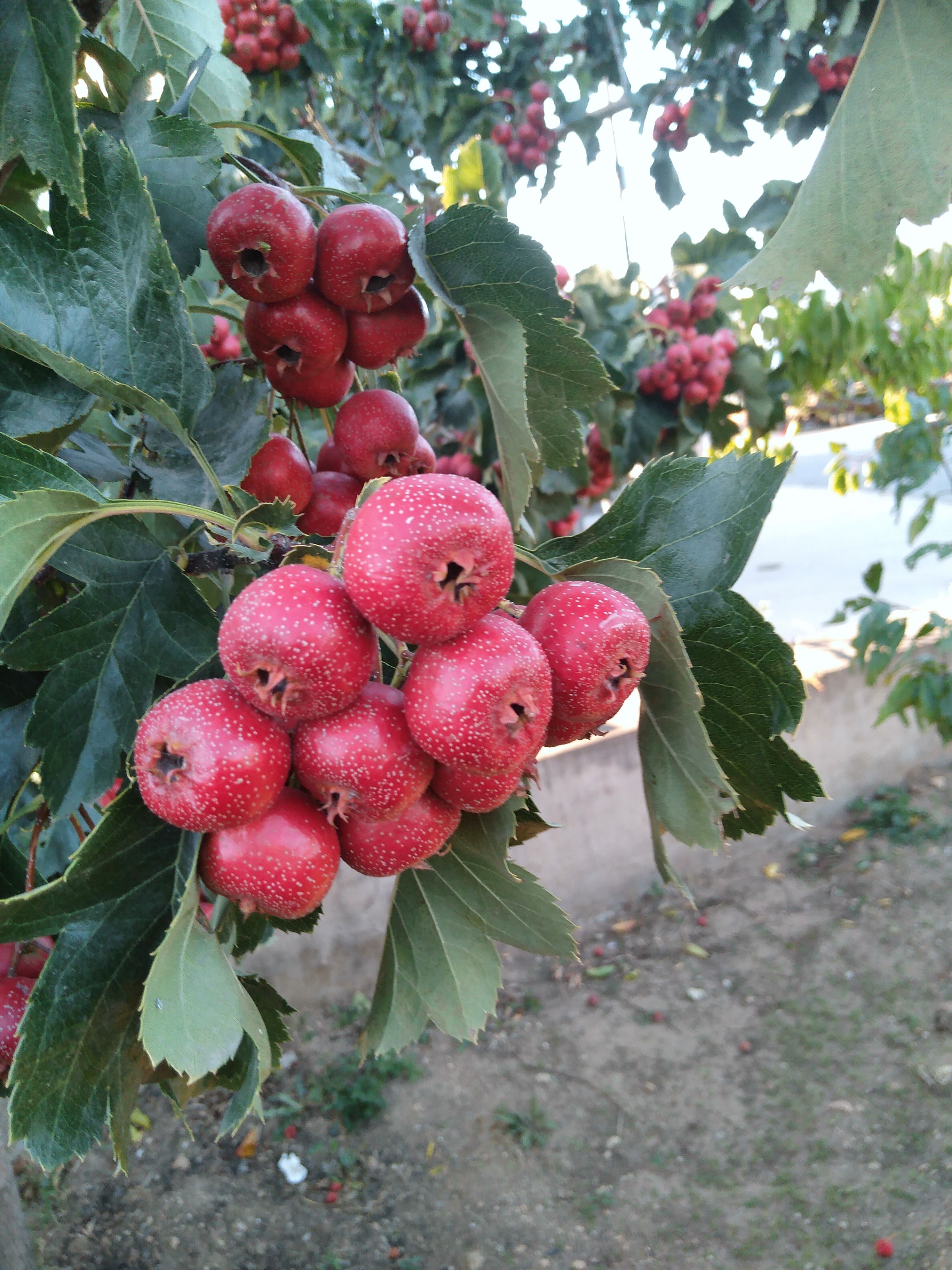 本地大金星山楂，各道口感好，表皮鲜亮，耐储存，好运输。