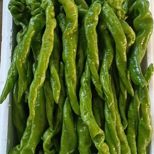 费县螺丝椒