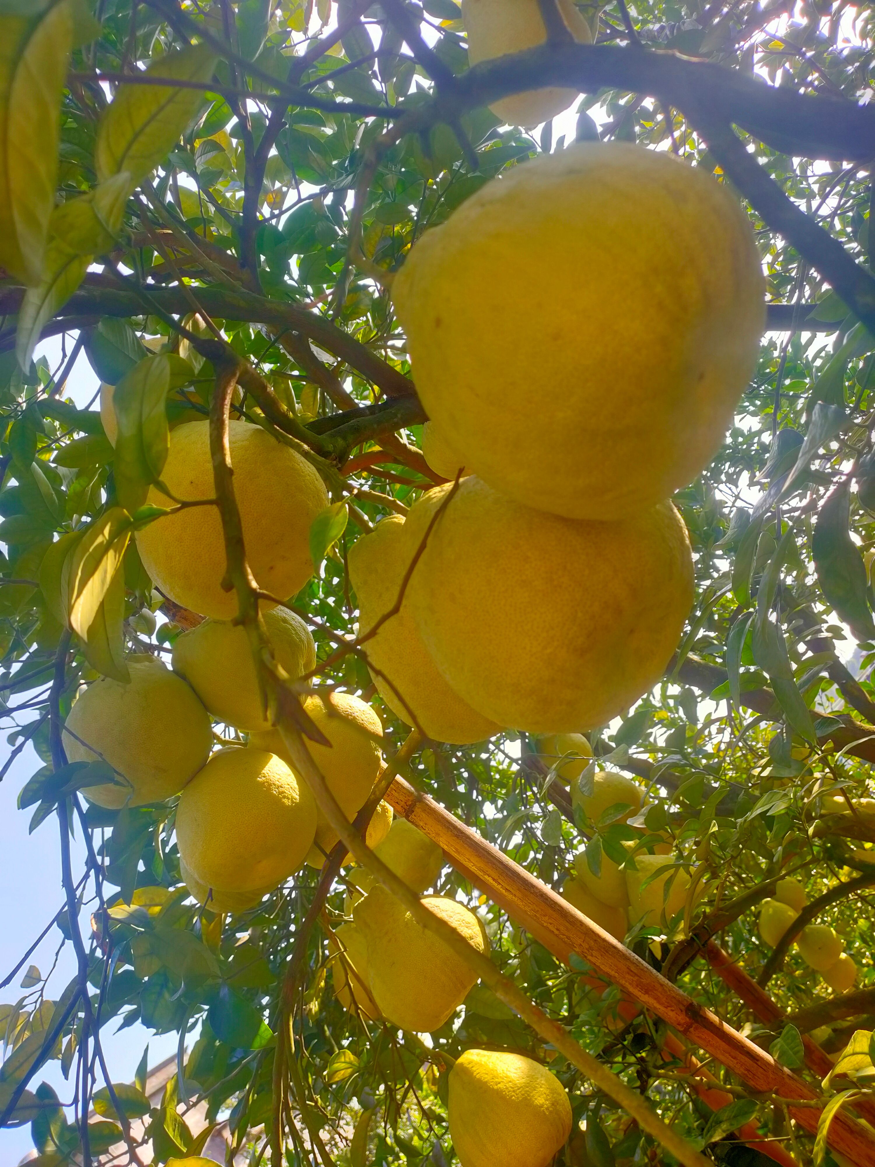 农产品"真龙柚"