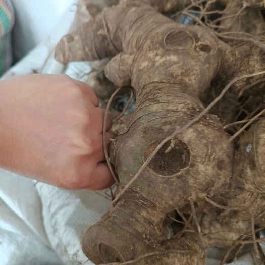 成都高杆多花姜形不到苗姜形黄精 黄精