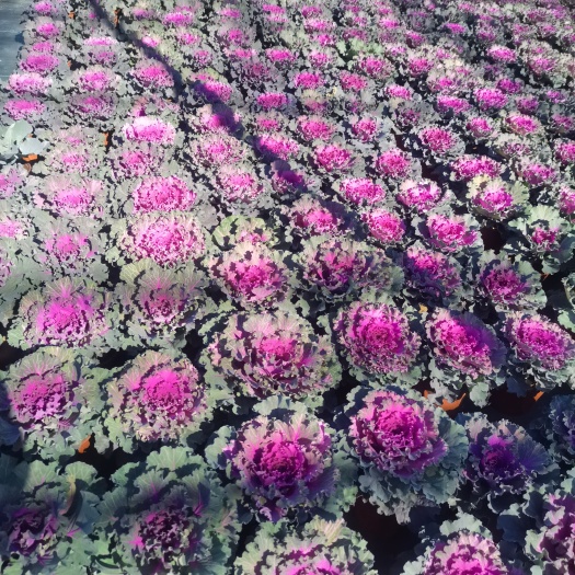 沈阳羽衣甘蓝