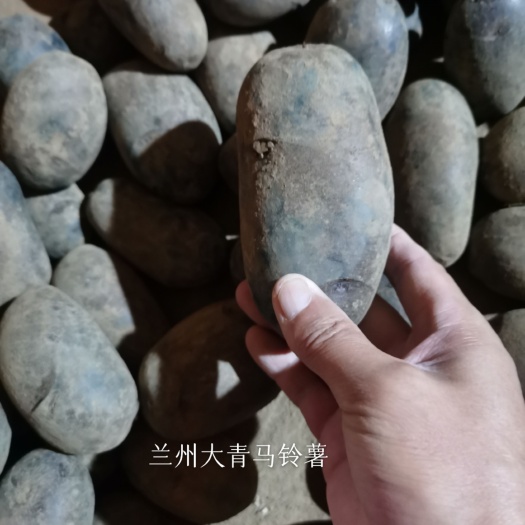 希森1号马铃薯