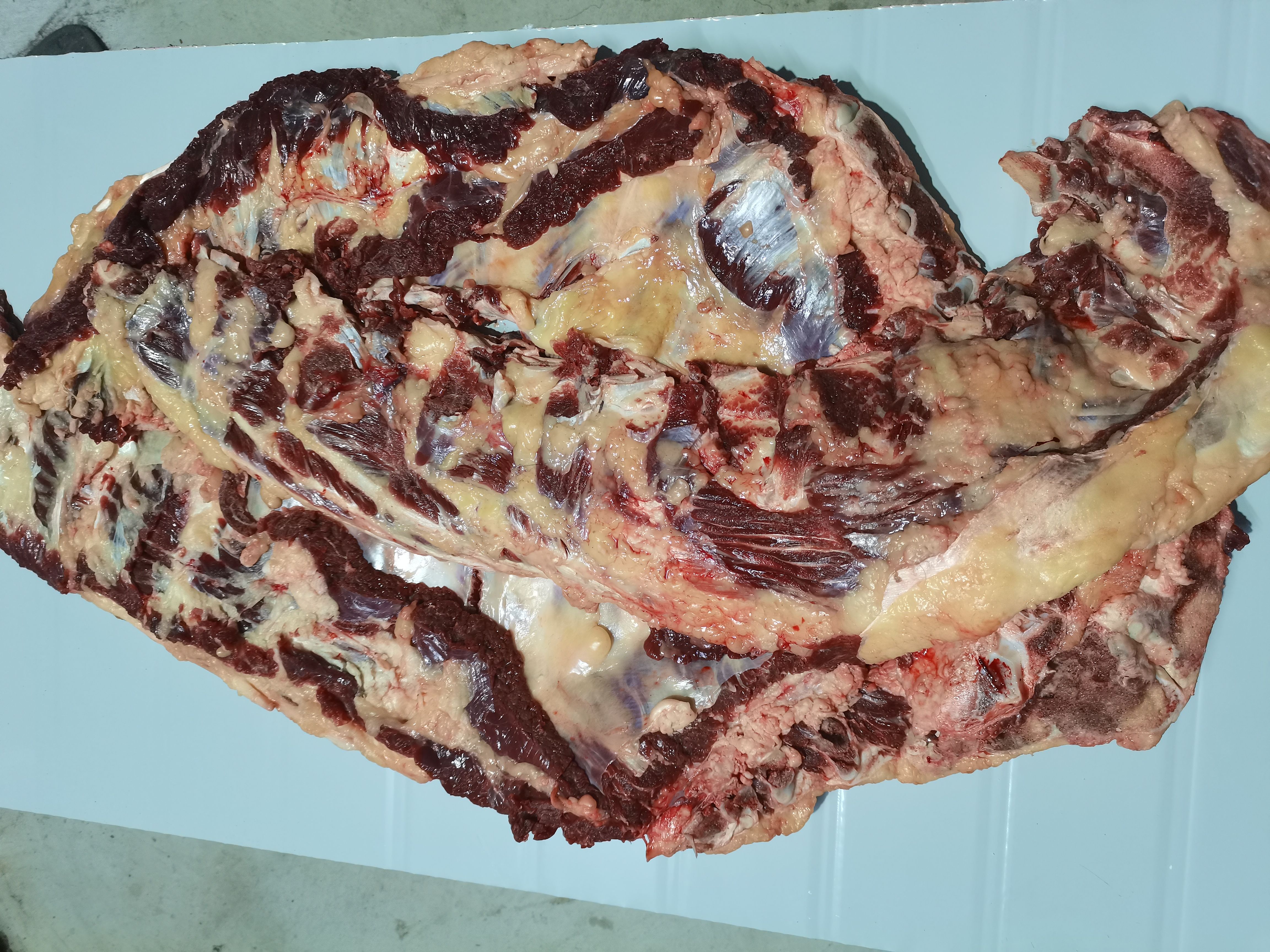 屠宰场直销小黄牛牛小排。软排肉多少油