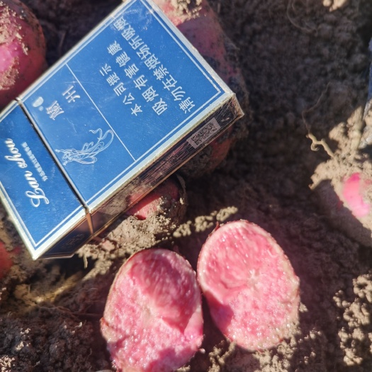 陇薯26号马铃薯，金边红马铃薯，