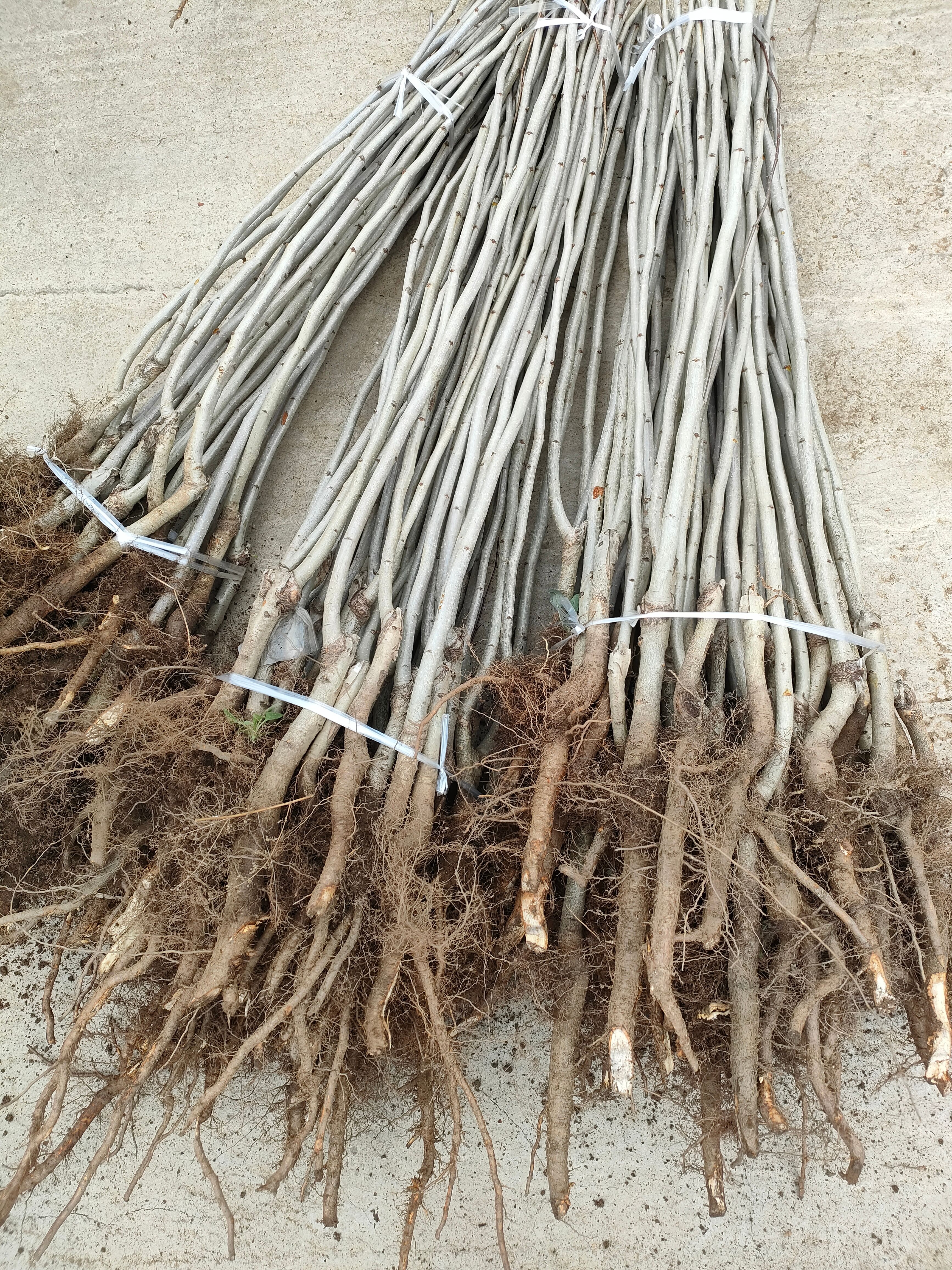 山楂苗  大金星山楂苗 甜红子山楂苗