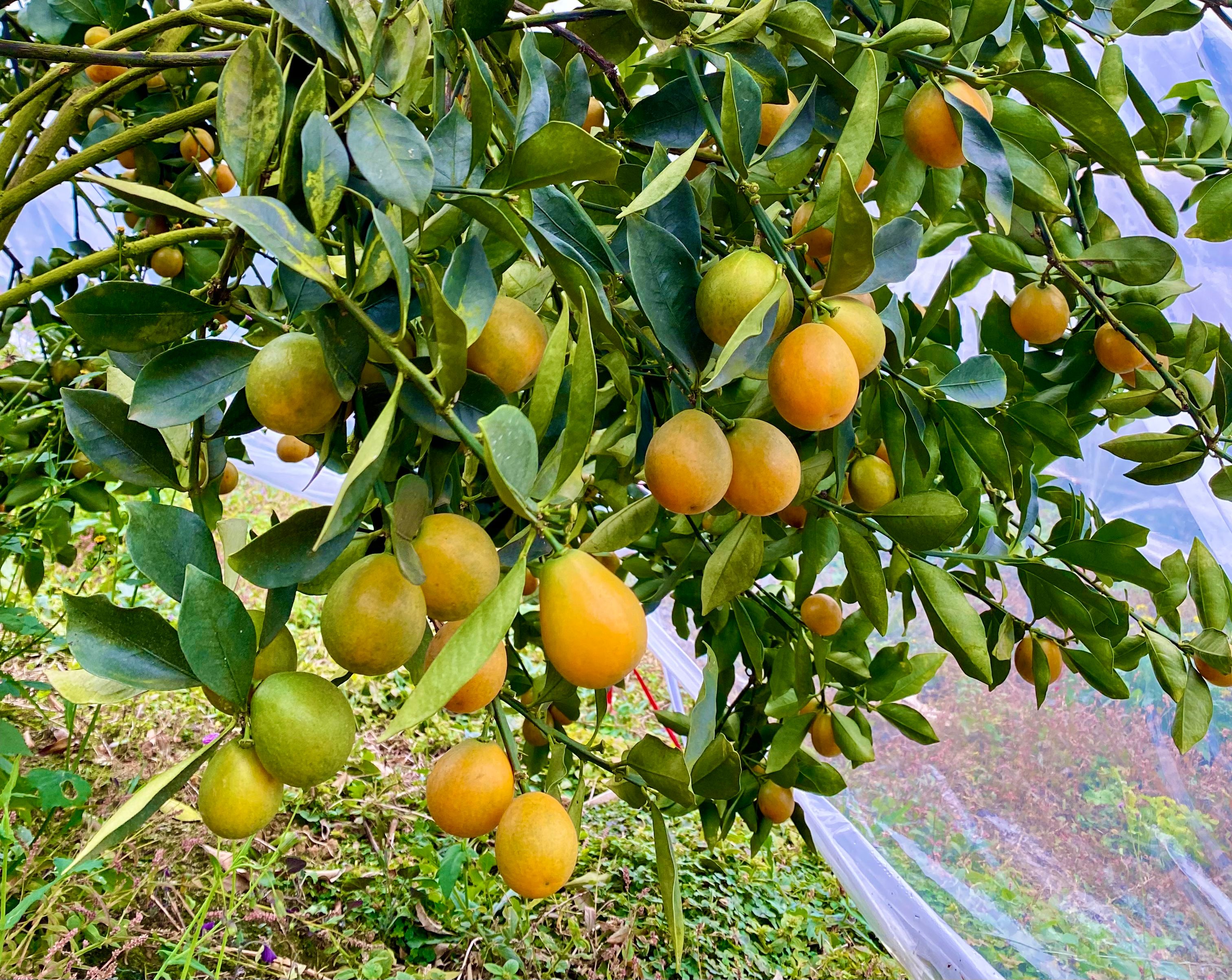 融安 脆蜜金桔 一手货源 核心种植基地 批量供应