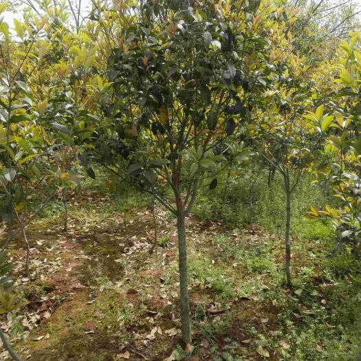 南京桂花树，金桂，四季桂