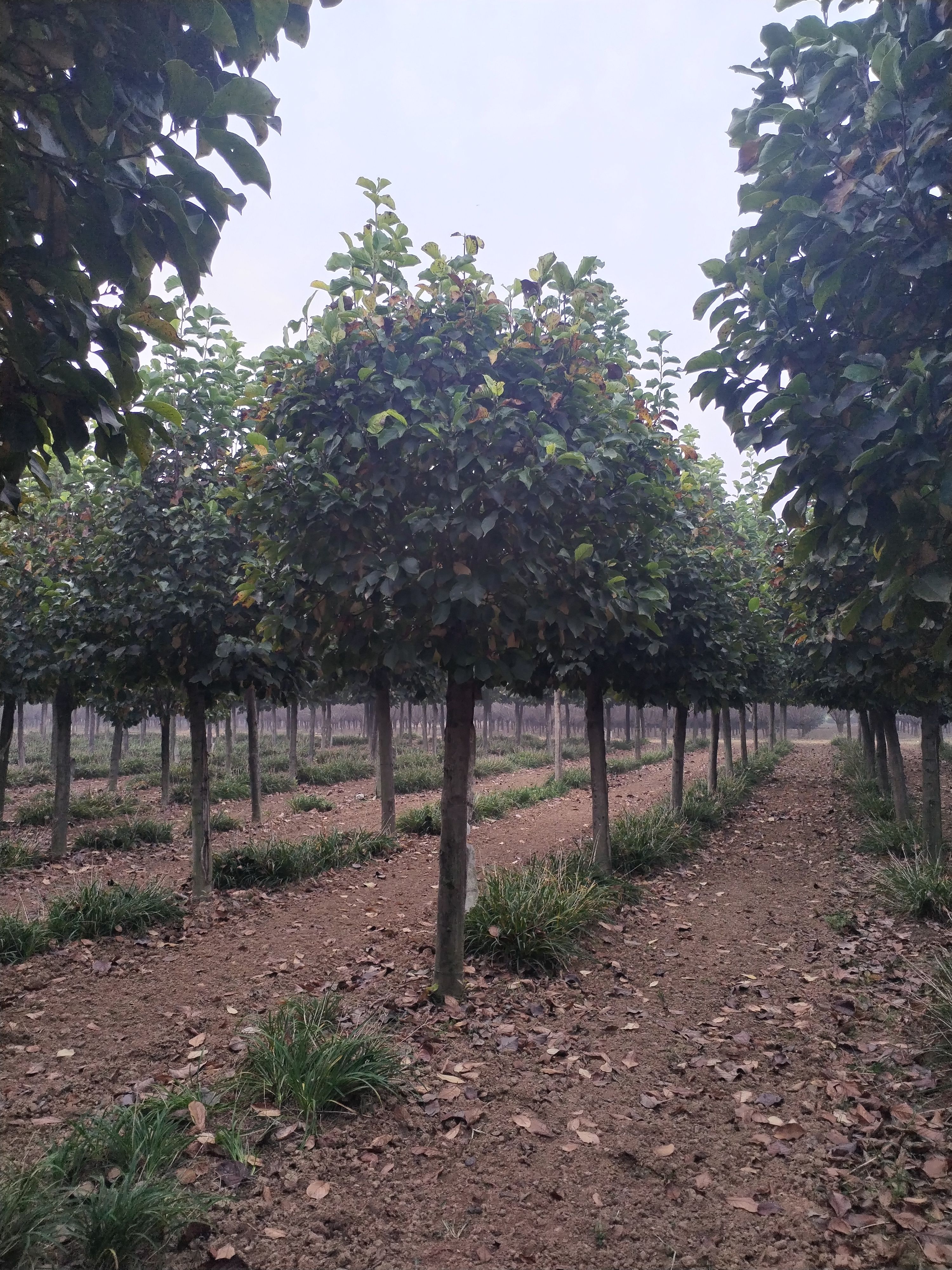 胸径13到16公分紫玉兰红玉兰