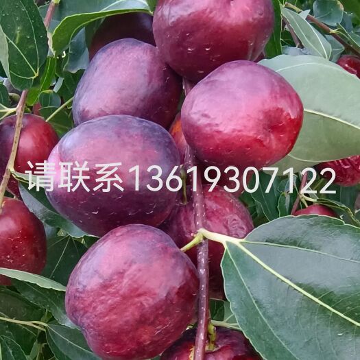 靖远县甘肃靖远石门大枣，香甜可口，自产自销