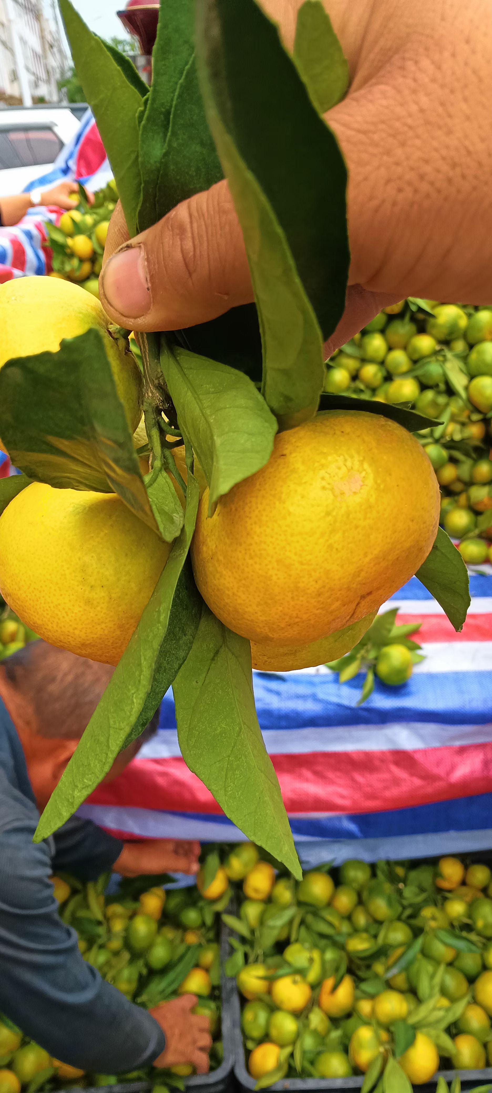 正宗高山蜜桔，高山上收货，皮薄汁多口感甜，全细皮亮度好