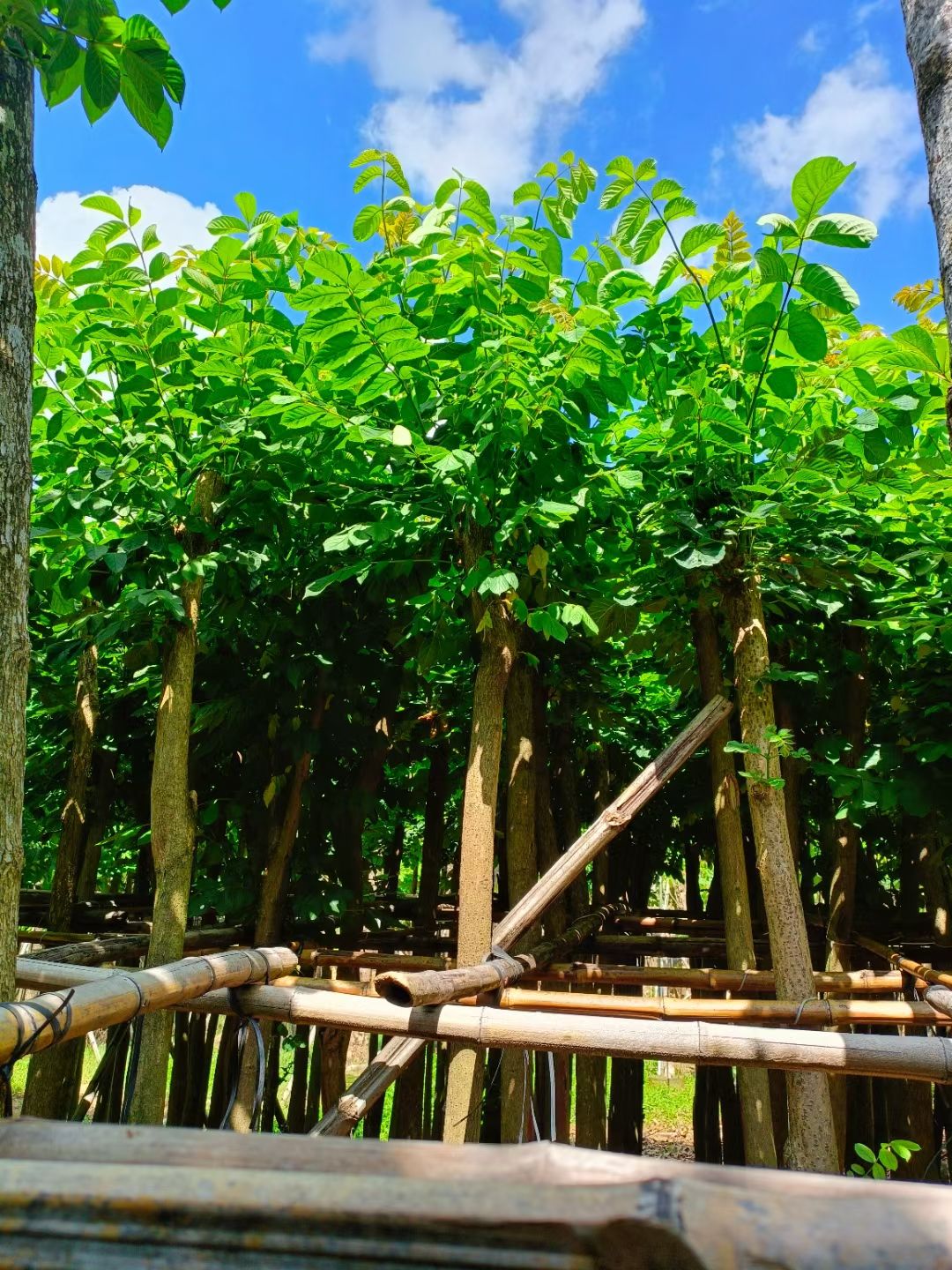 本地火焰木5-20公分移植苗