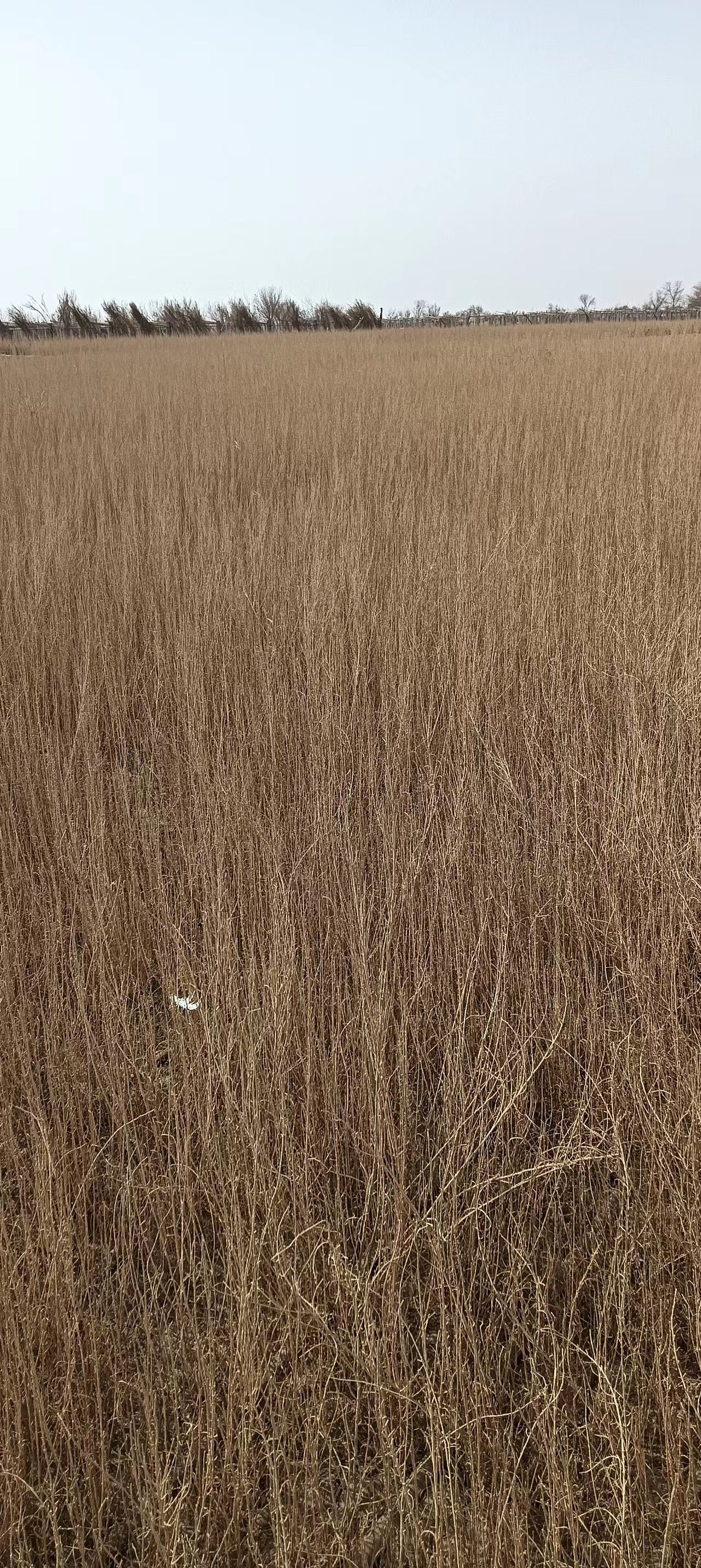 自产自销，质量保证，价格美丽，出售大量新疆吐鲁番的梭梭苗
