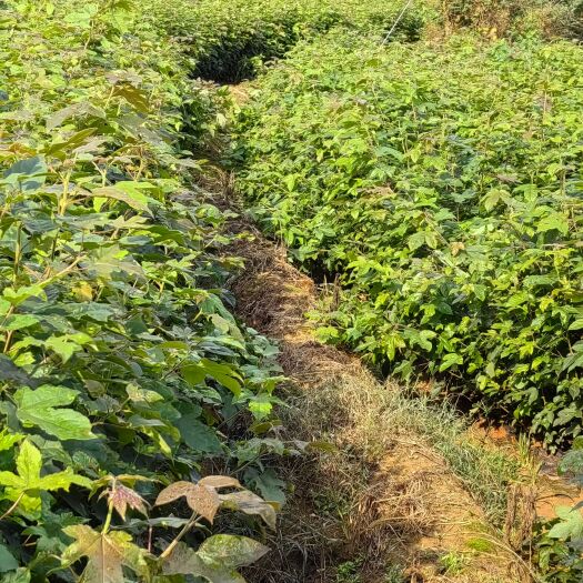 茶陵县袋装枫香