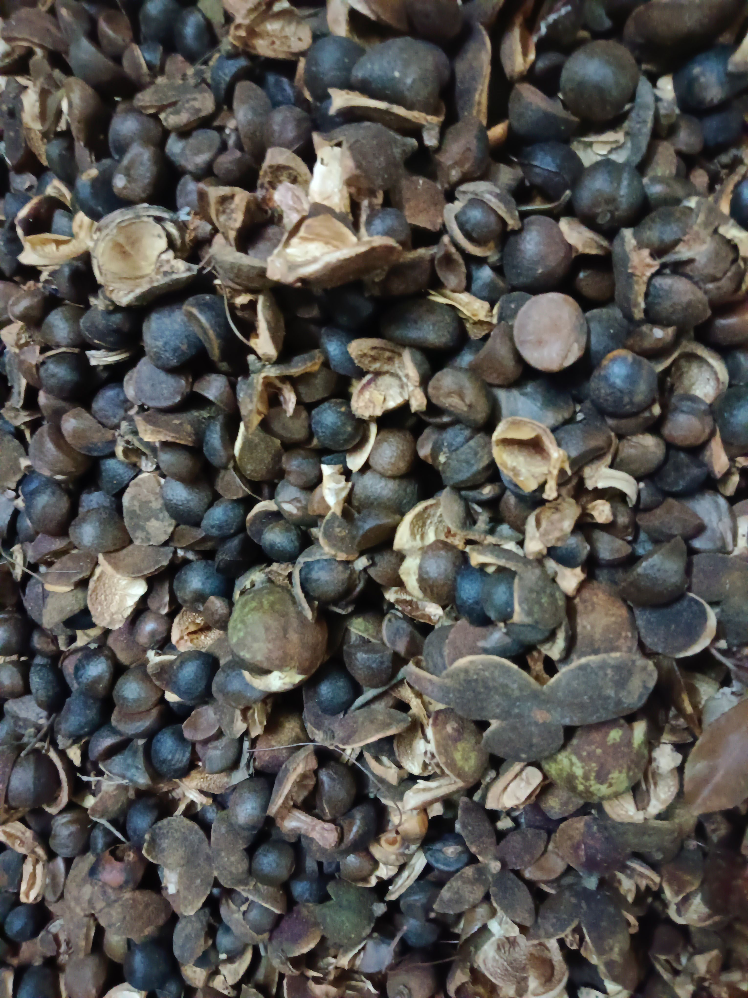 供应优质油茶籽，帮助联系货车，负责装货，诚信为本，欢迎洽谈。