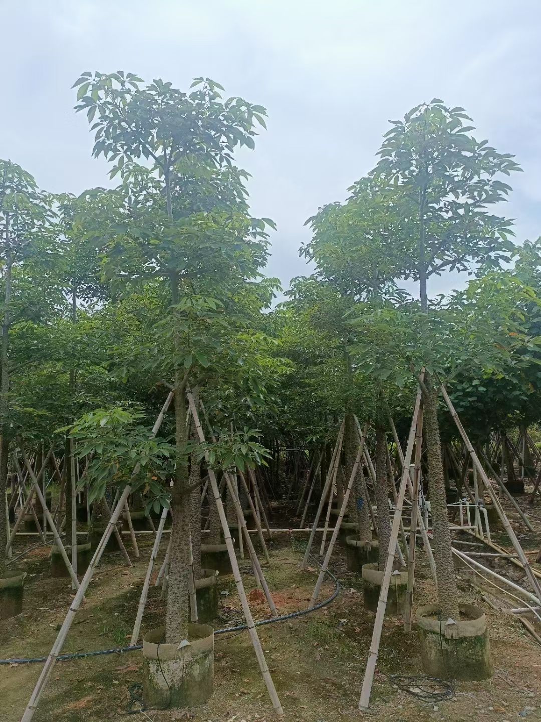 本地木棉英雄树5-20公分移植苗