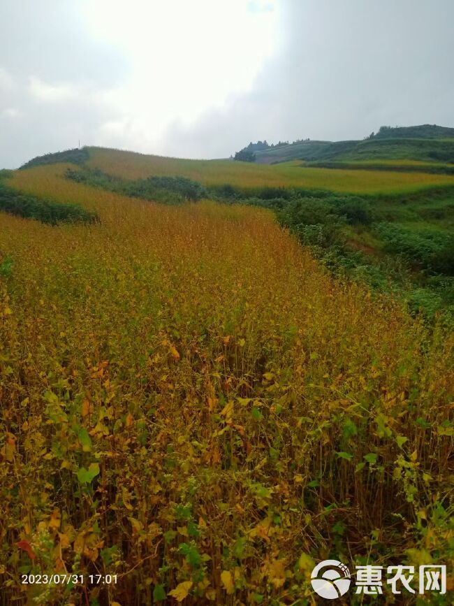 高海拔大凉山优质苦荞麦散装农作物食用杂粮 煮酒 磨面粉苦荞茶