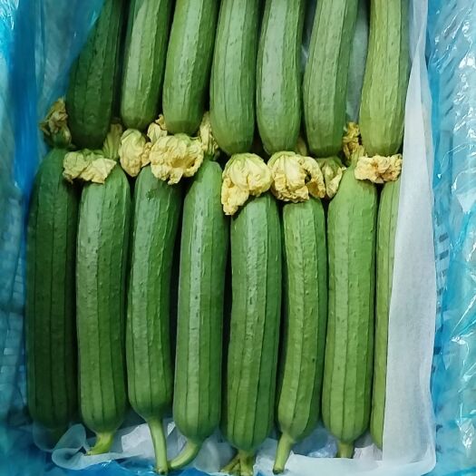 油皮丝瓜上市了