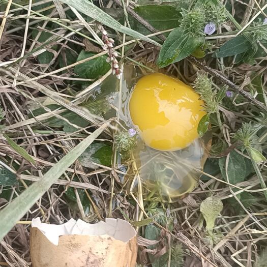 铜陵果园散养土鸡，土鸡蛋