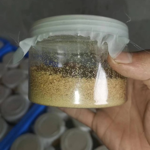 彭州市黑水虻虫卵