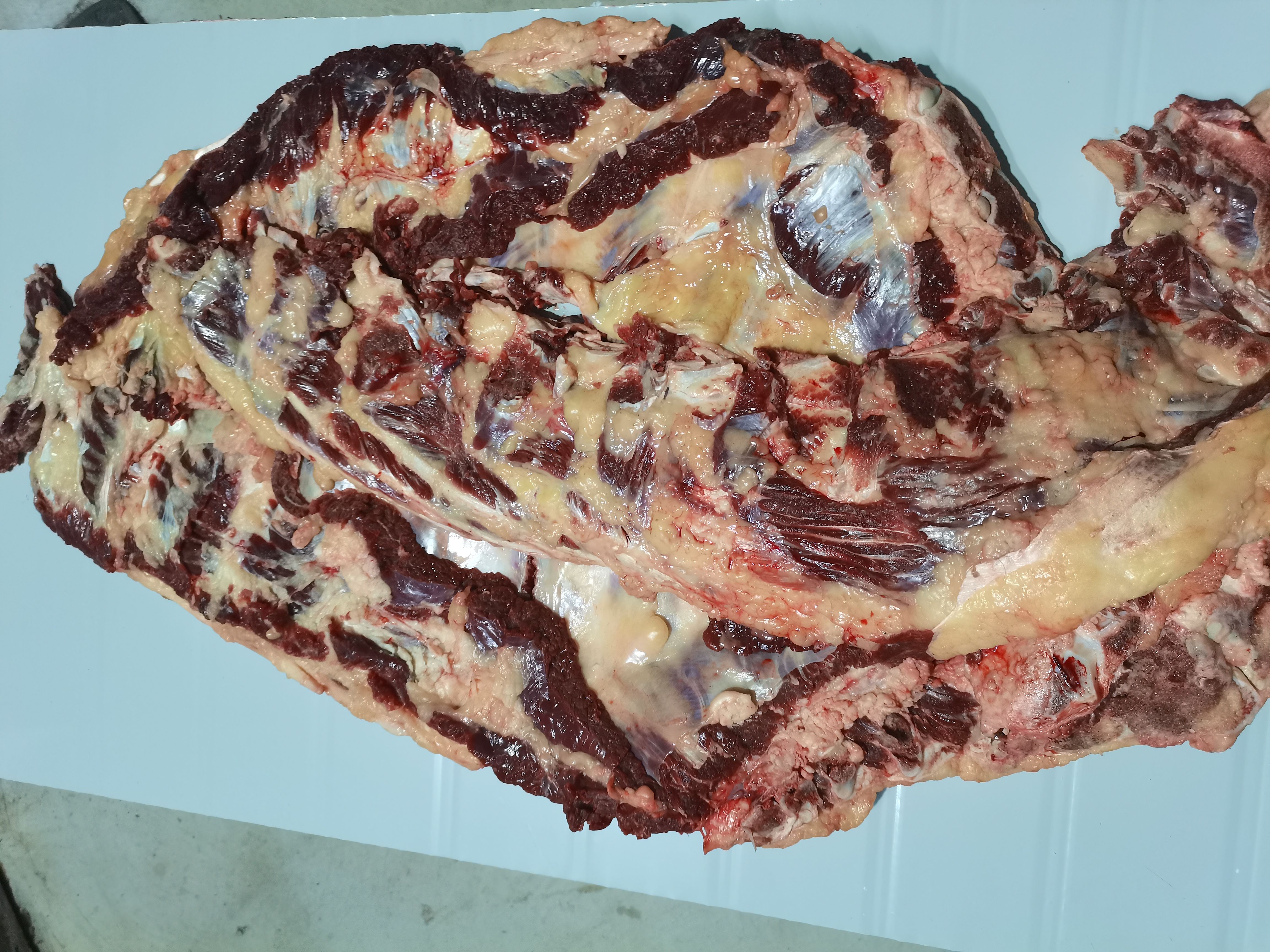 屠宰场直销小黄牛牛小排。软排肉多少油