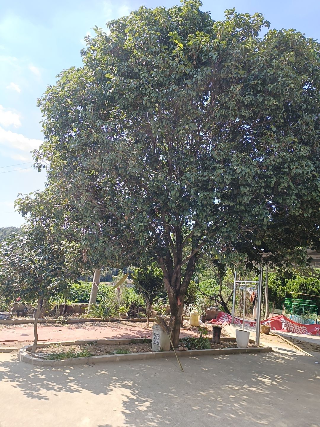 桂花树，月月桂