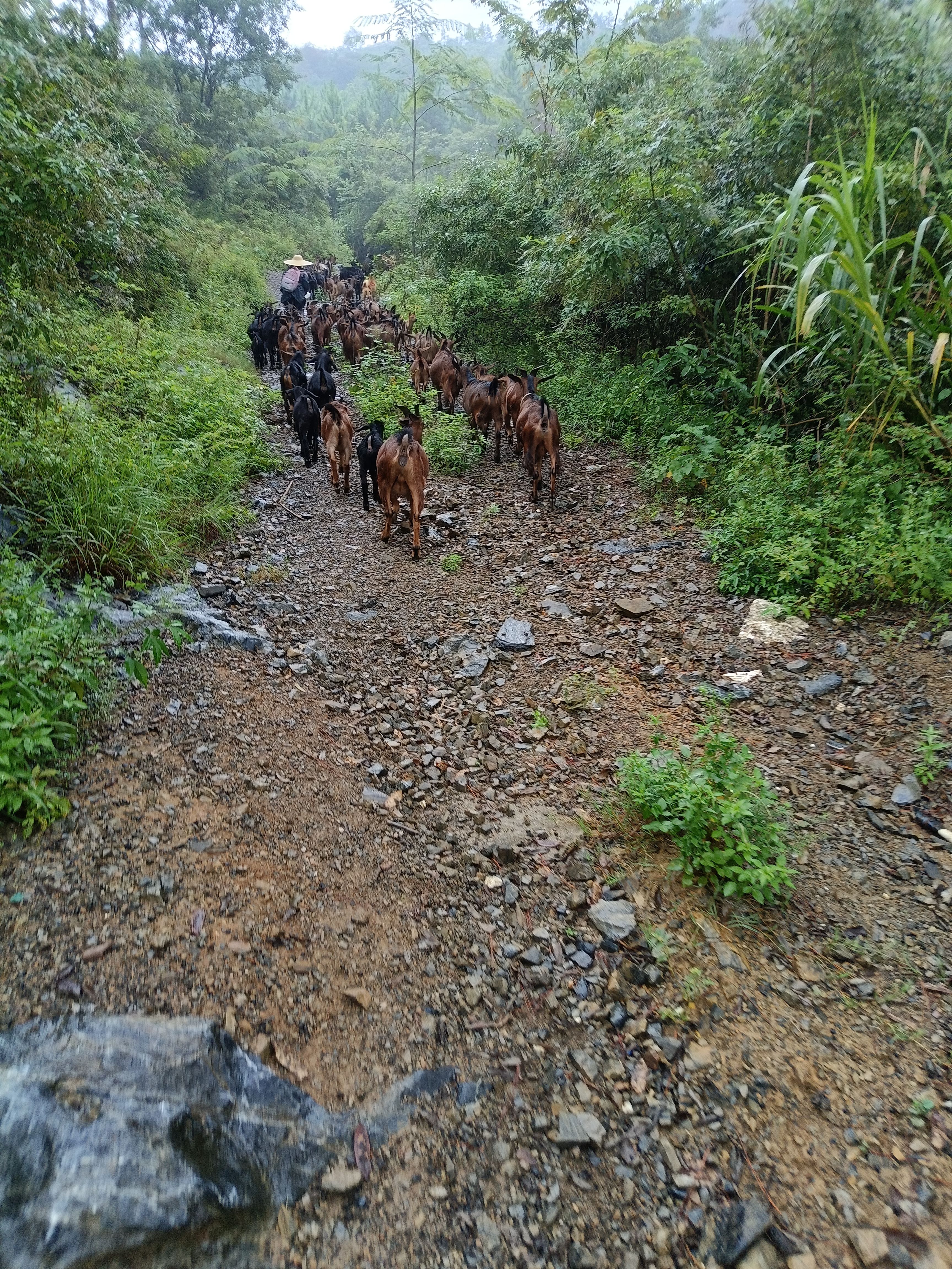 石山羊，黑山羊，小耳土山羊