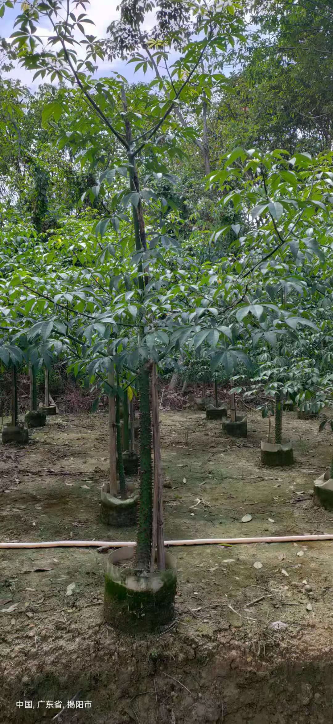 美丽异木棉5-20公分移植苗