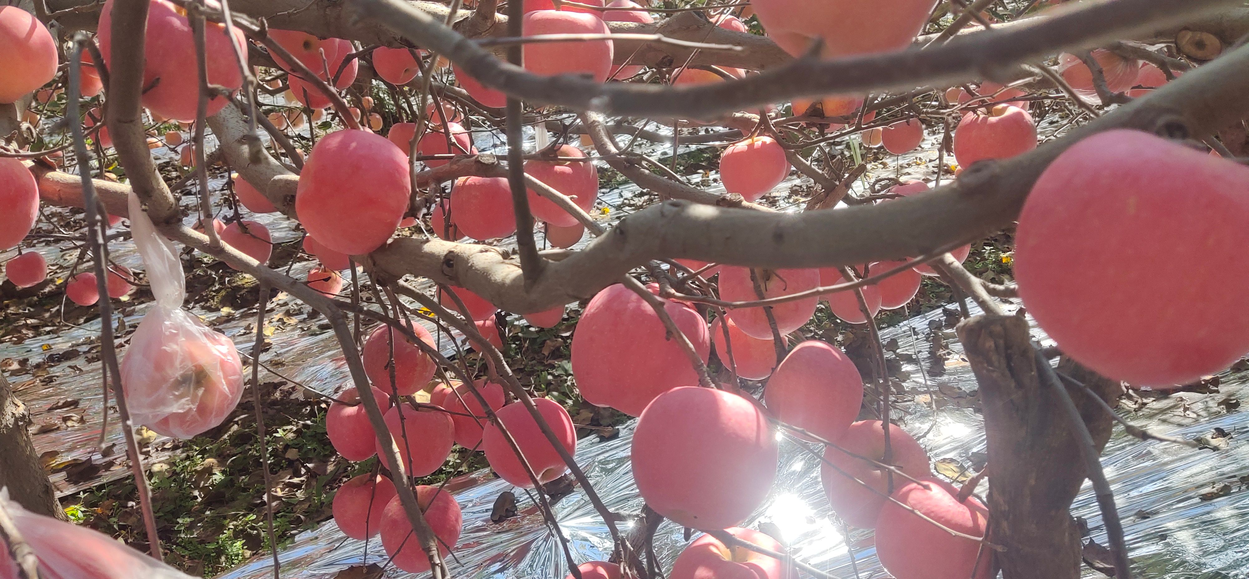 灵宝晚富士大量有货