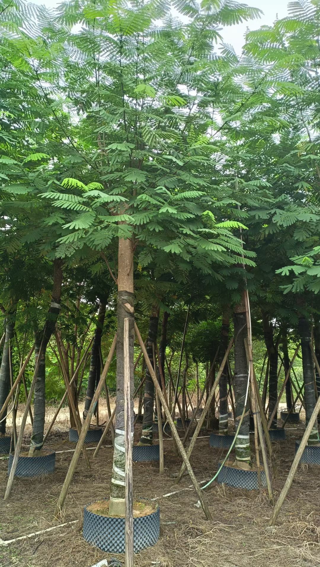 南洋楹5-20 公分移植苗