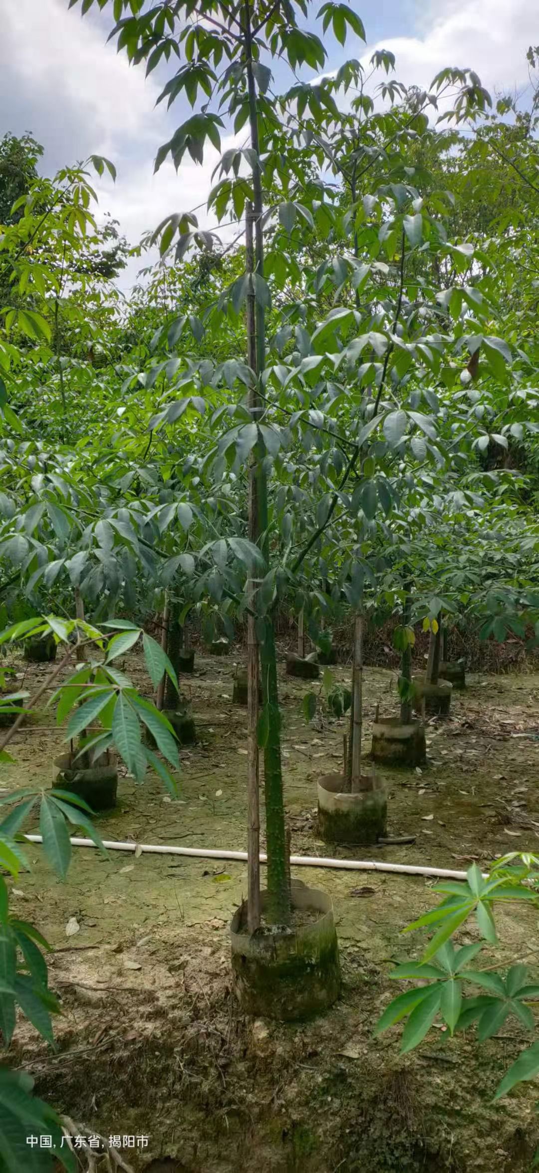 美丽异木棉5-20公分移植苗