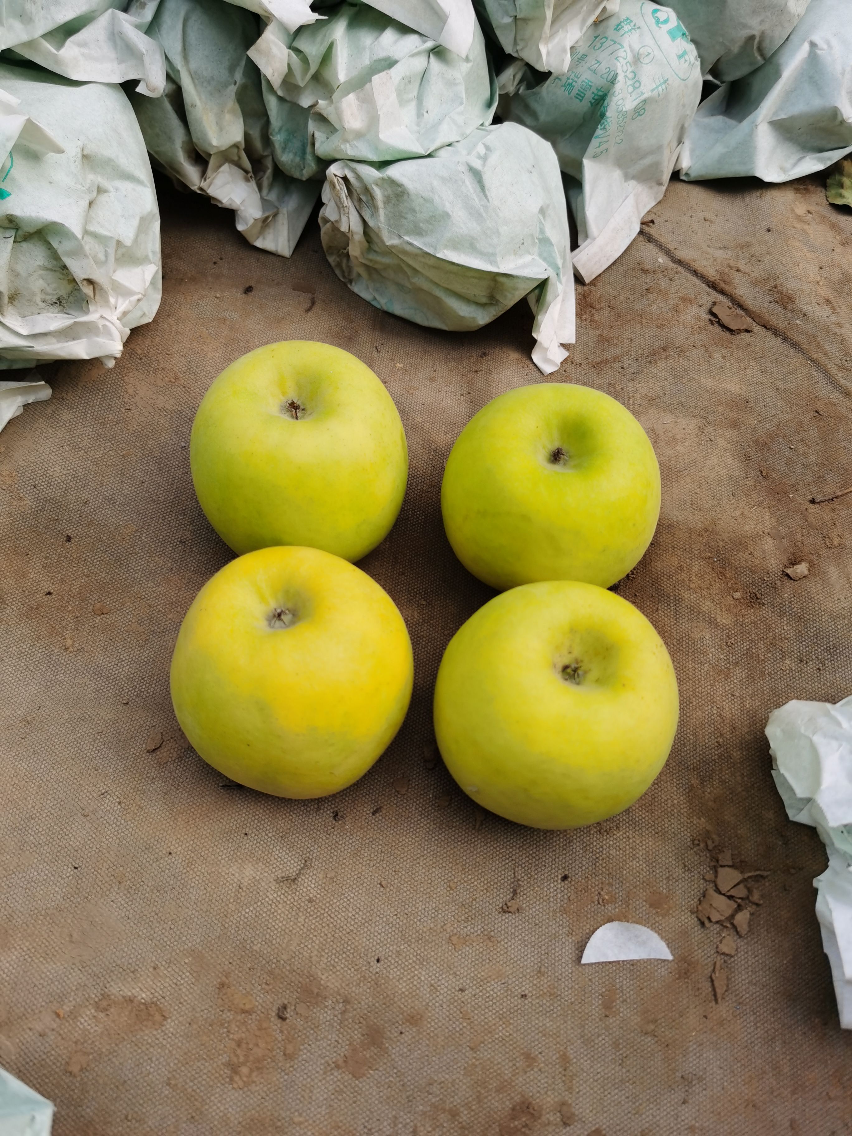 瑞雪苹果，个大，香甜可口，一个字甜