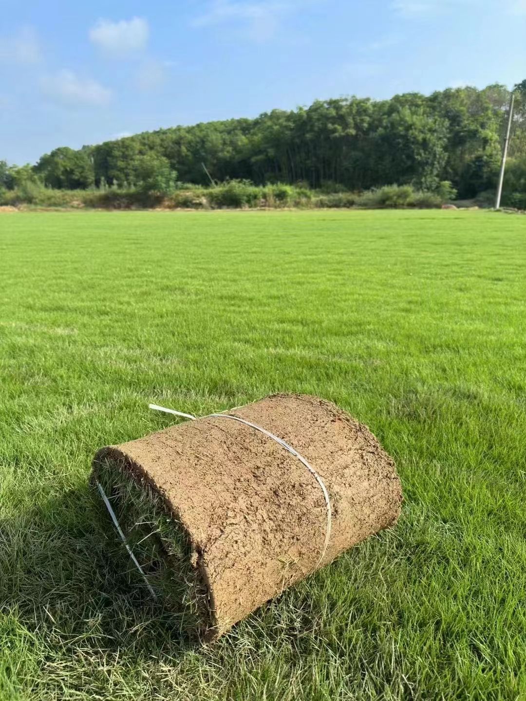 矮生百慕大，百慕大翡翠草，果岭草基地大量供应自产自销价格实惠
