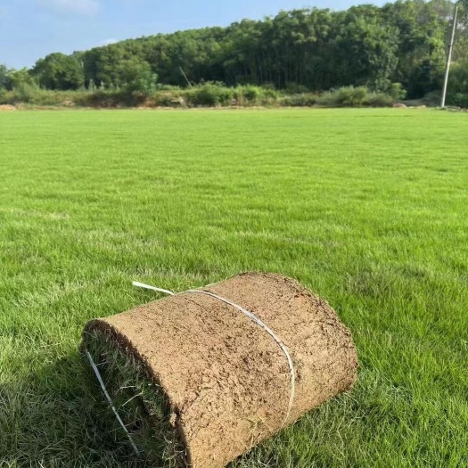 郴州果岭草 翡翠草百慕大，矮生百慕大，基地大量供应