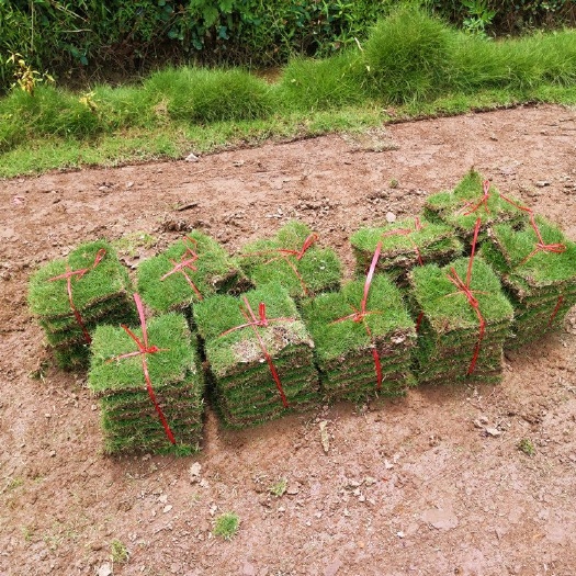 江油市四季青草坪草