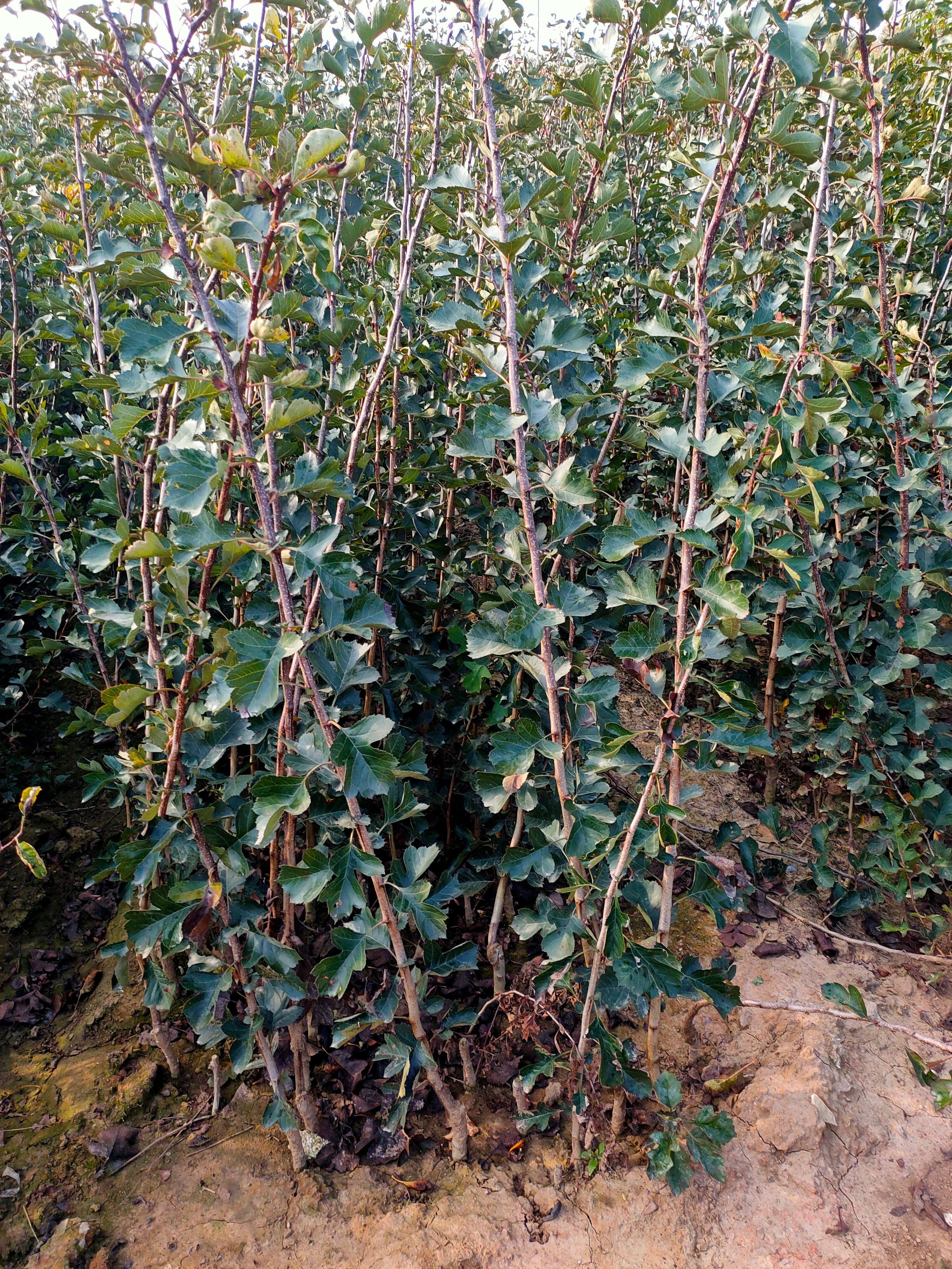 山楂苗  大金星山楂苗 甜红子山楂苗