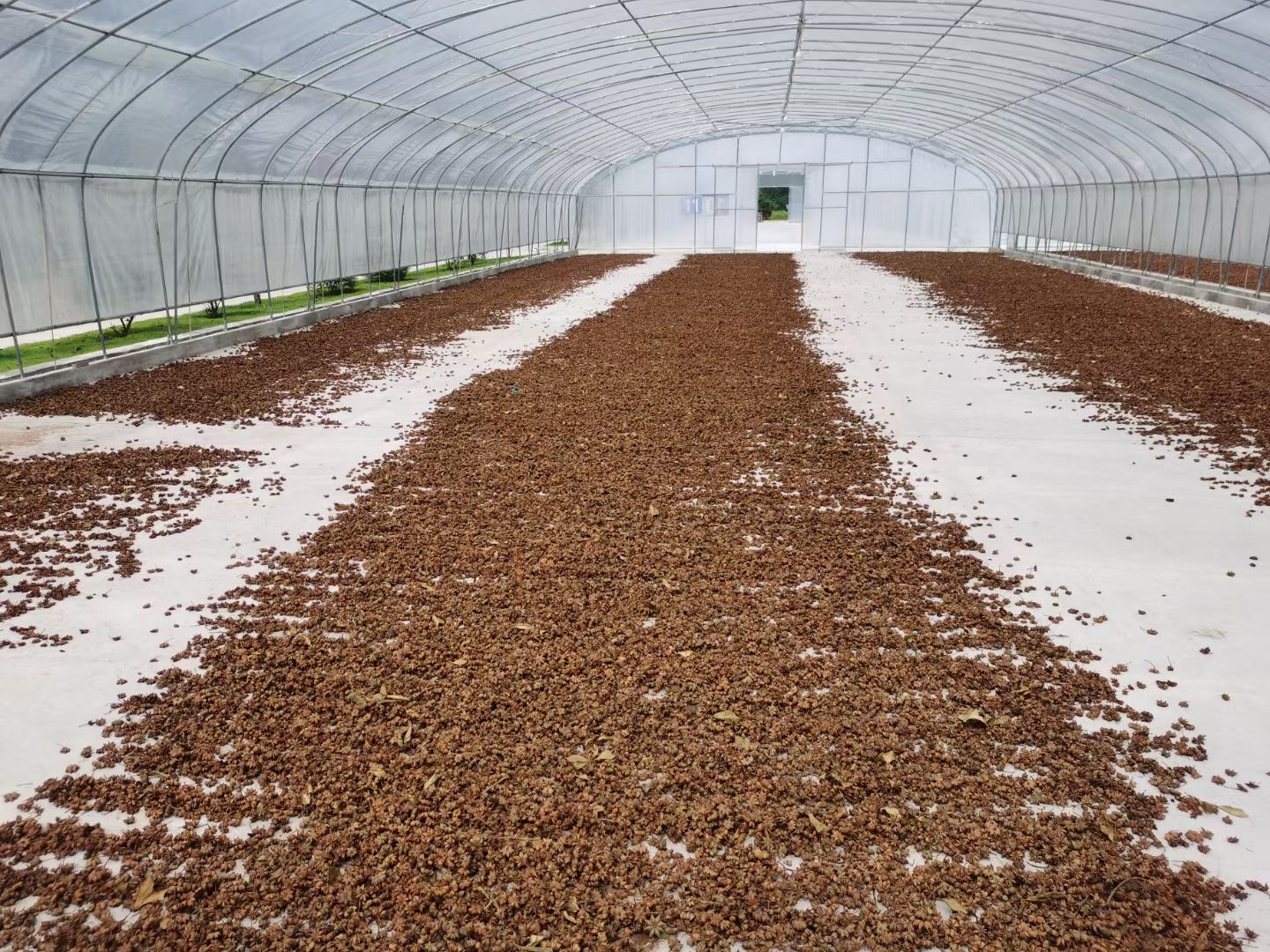 精品八角质量保证，无硫磺足干