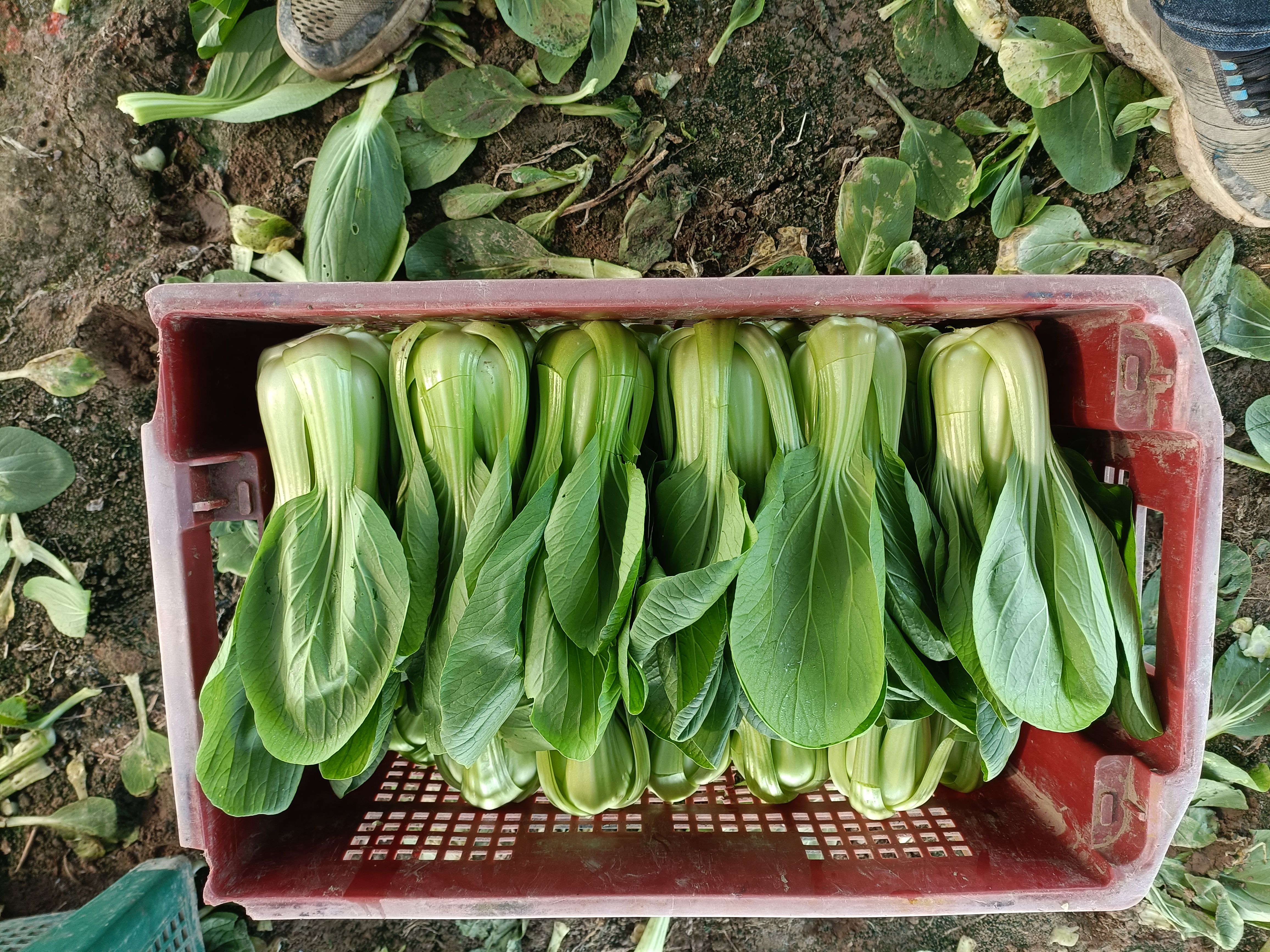 上海青大棵菜