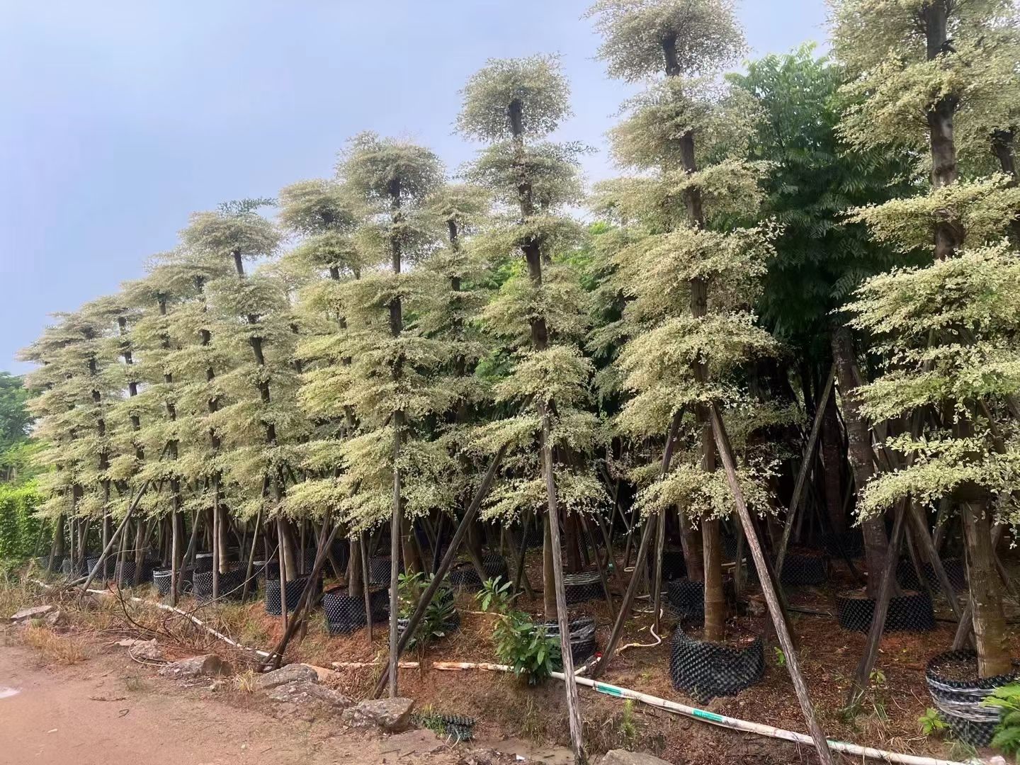 锦叶榄仁5-20公分移植苗，全冠，割炎，光棍