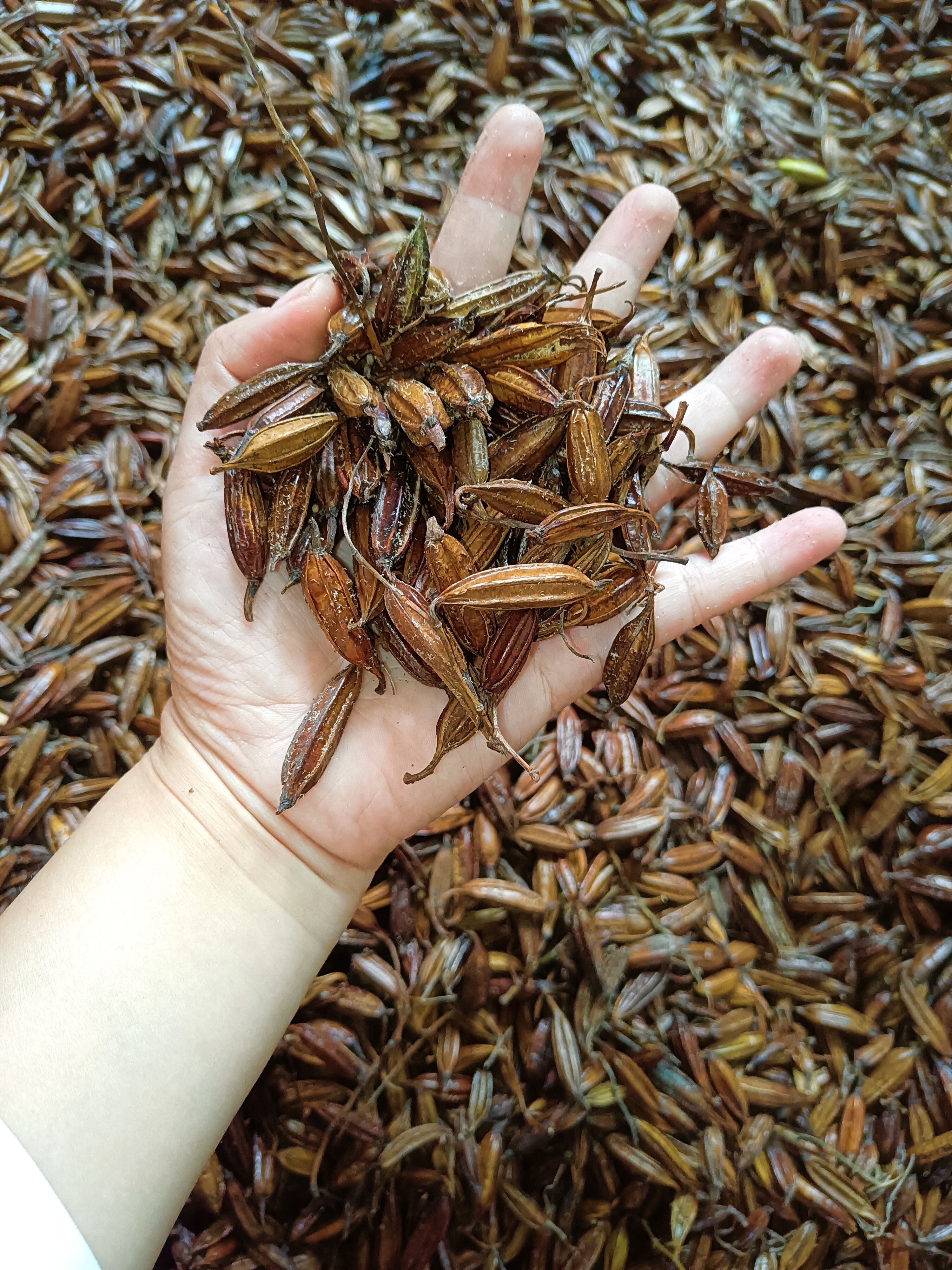 白芨种子，白及果夹，基地采摘，成活率高，发芽快