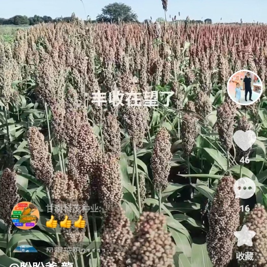 甘南县红高粱