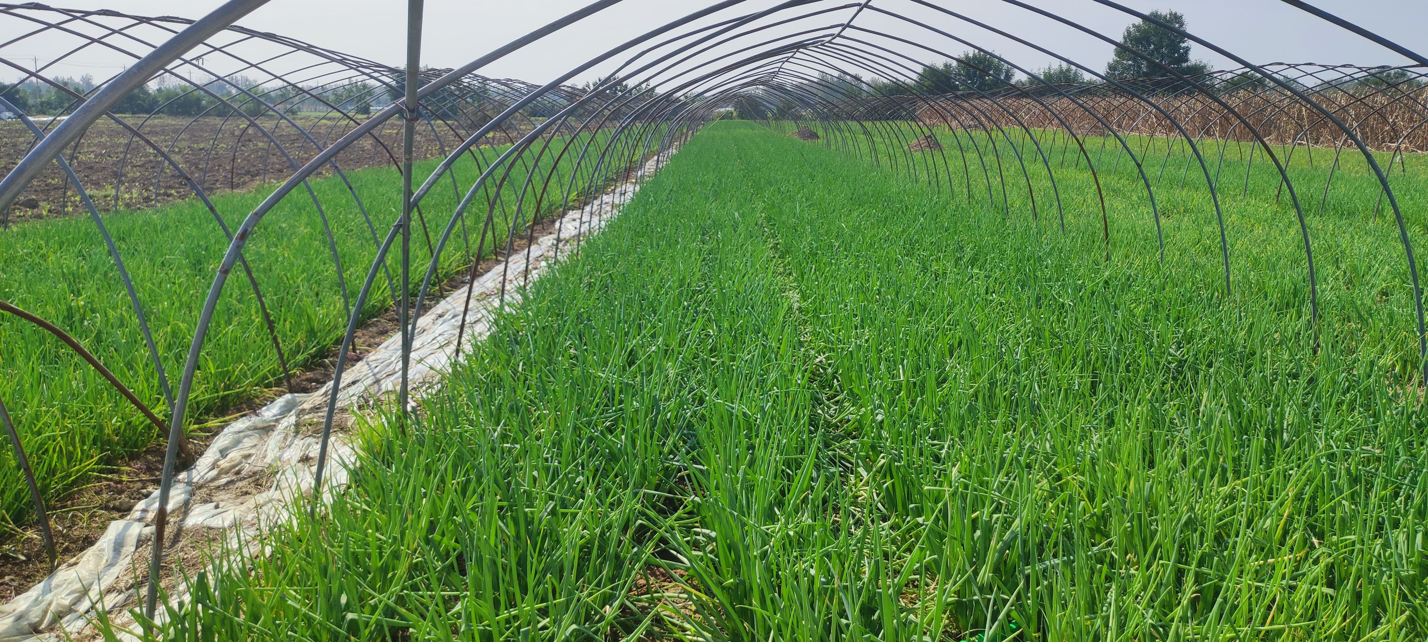 安徽阜阳分葱 量大优惠价格面议 货品优美