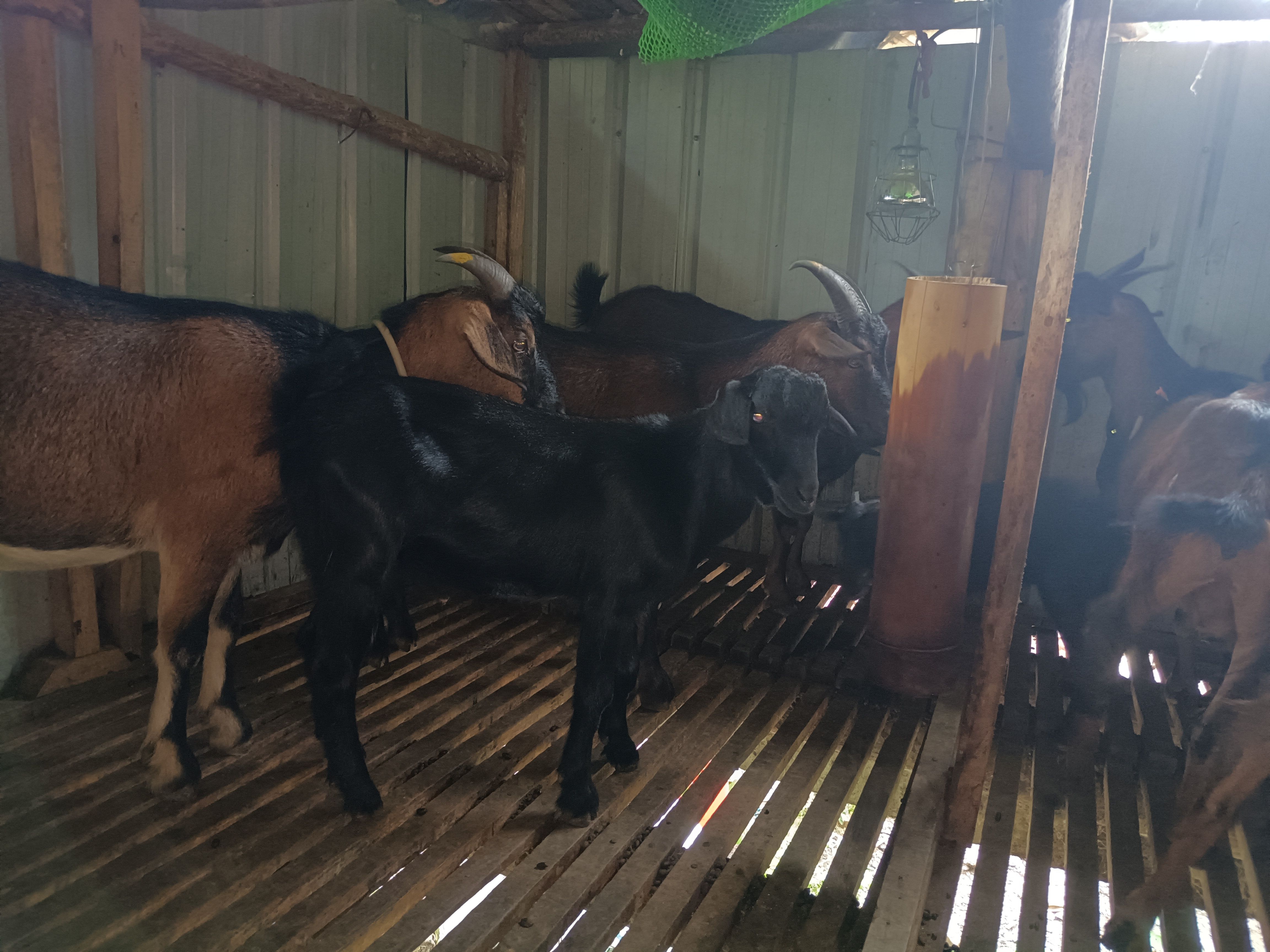 石山羊，黑山羊，小耳土山羊