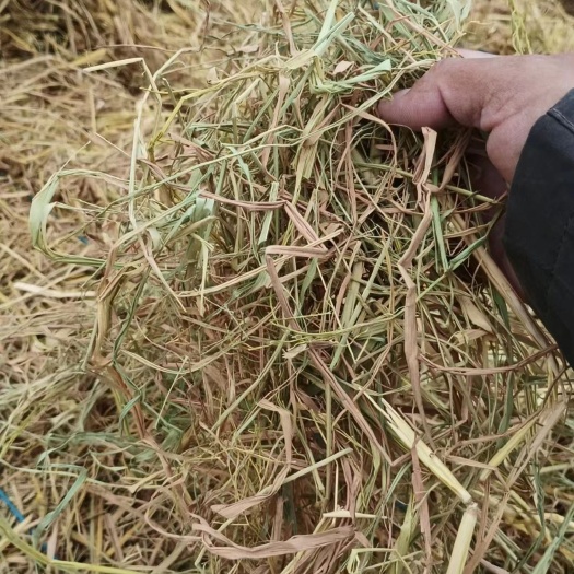 鲁甸县稻草，优质牧草