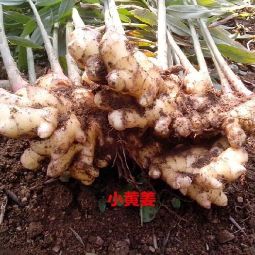 灵山县广西小黄姜 生姜 特别辣