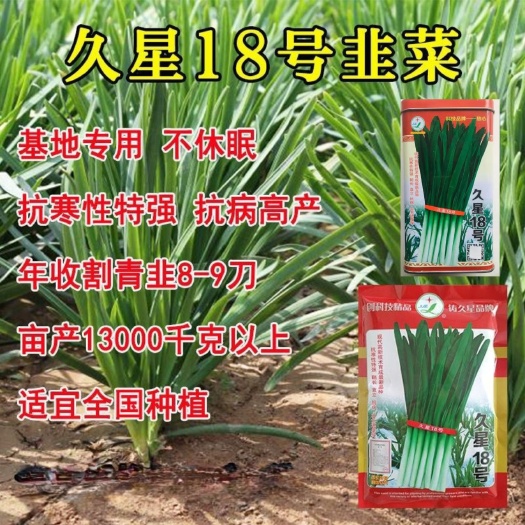 韭菜种子 久星18号韭菜种抗寒性特强抗病优质生长速度快生长势